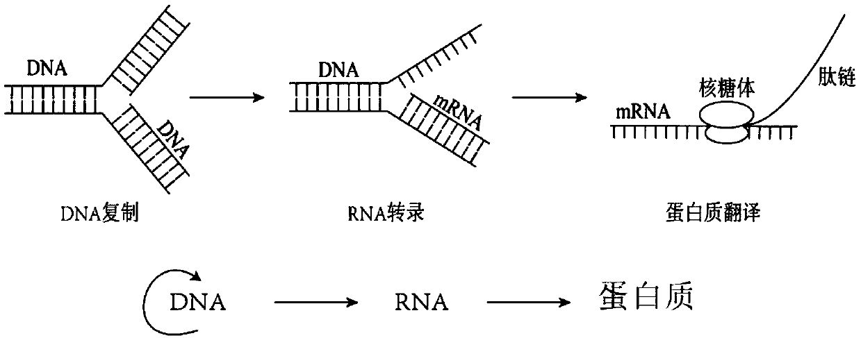 Multiple His sequence tag and application of multiple His sequence tag to protein expression and purification