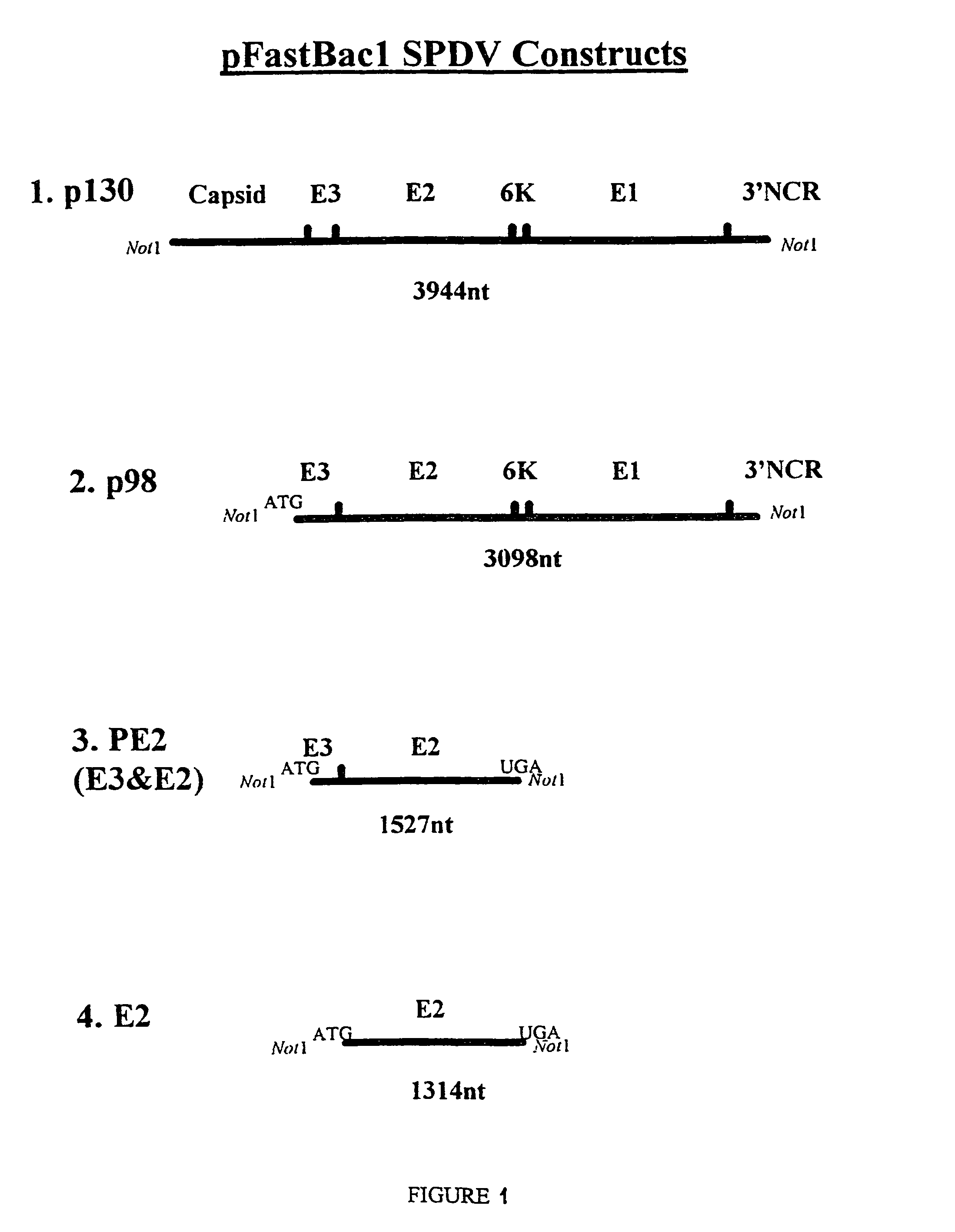 Structural proteins of fish pancreatic disease virus and uses thereof
