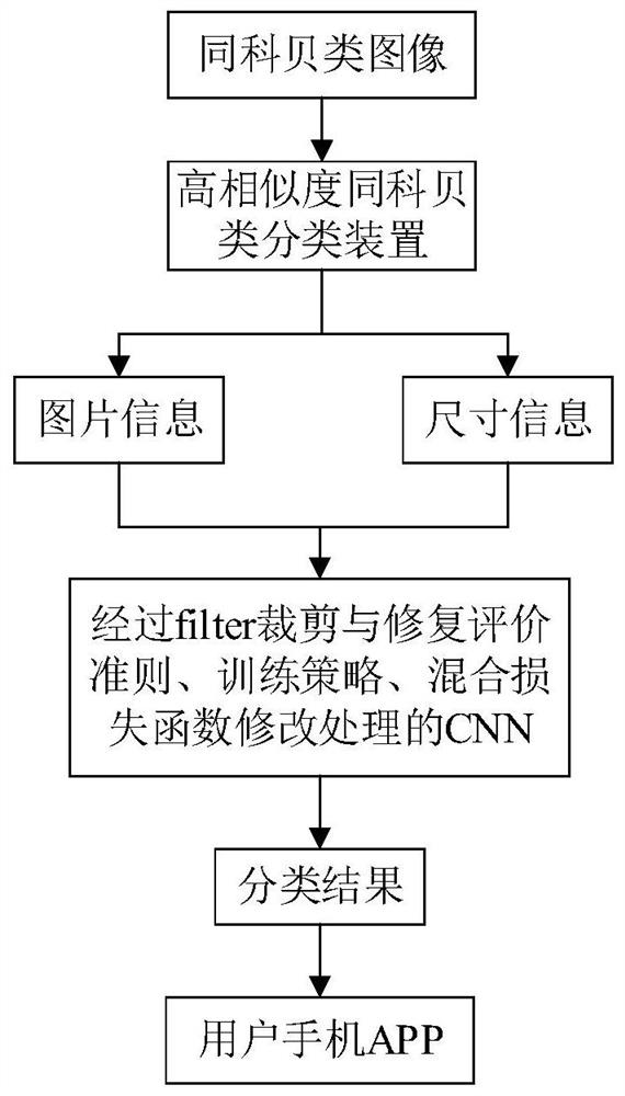 Filter cutting method for convolutional neural network and automatic shellfish classification system