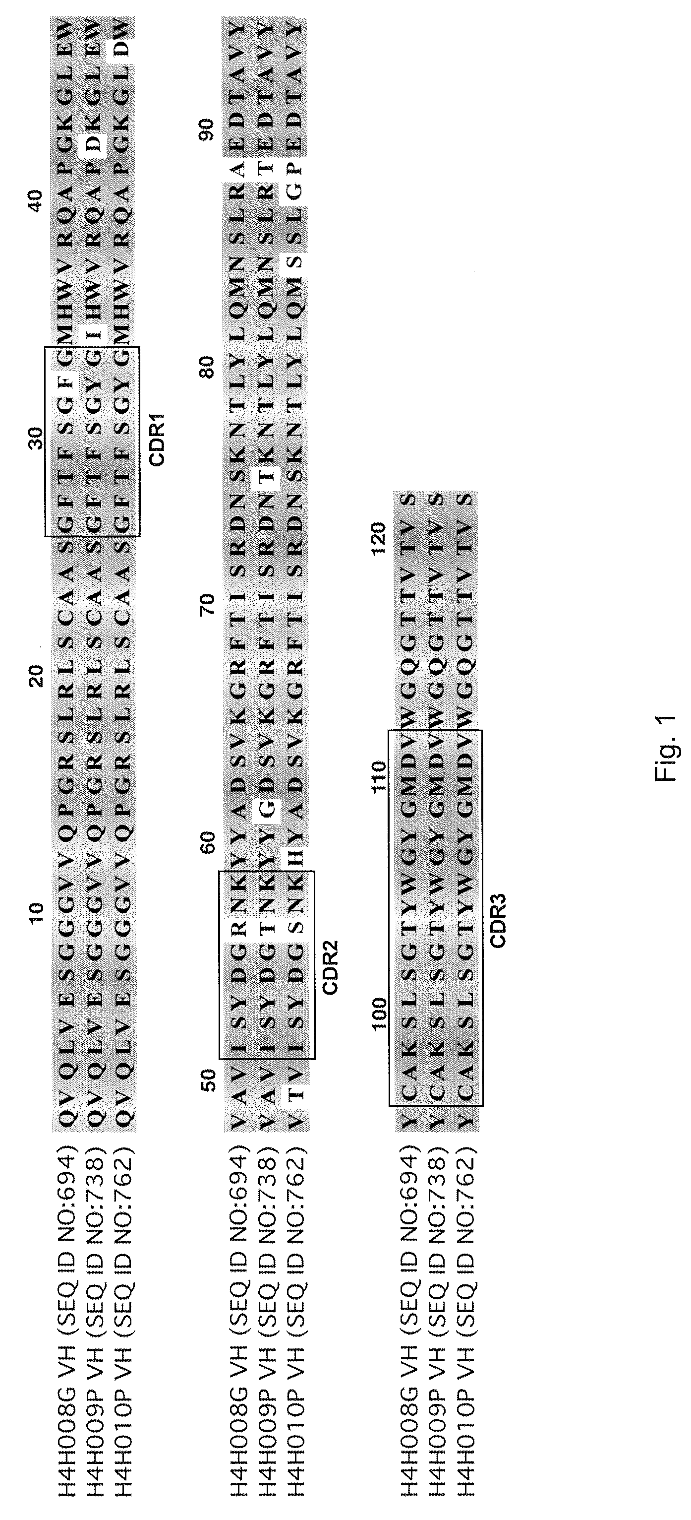 Human antibodies to human RANKL, encoding nucleic acids and methods of treatment