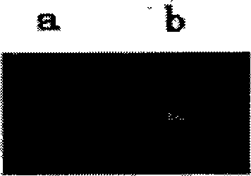 Macrobracium rosenbergii spermatozoon gelatinases, encoding gene and application thereof