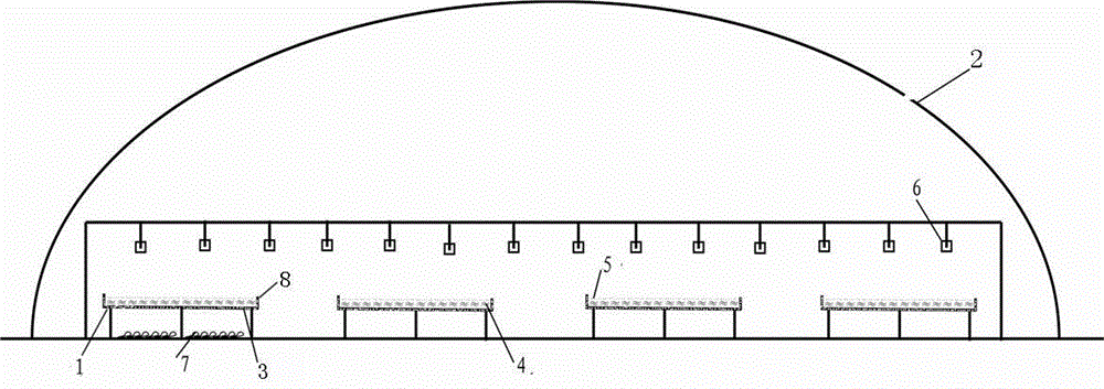 Method for cultivating dendrobium officinale