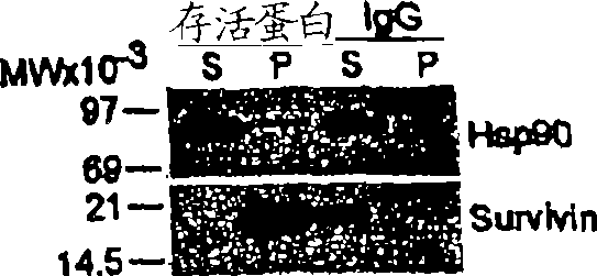 Compounds that inhibit hsp90 protein-protein interactions with iap proteins