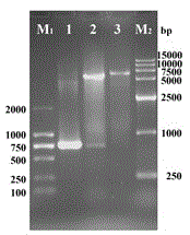 Truncated and expressed duck plague virus (DPV) recombinant envelope gI protein and preparation method and application thereof