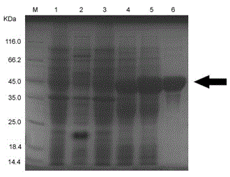 Truncated and expressed duck plague virus (DPV) recombinant envelope gI protein and preparation method and application thereof