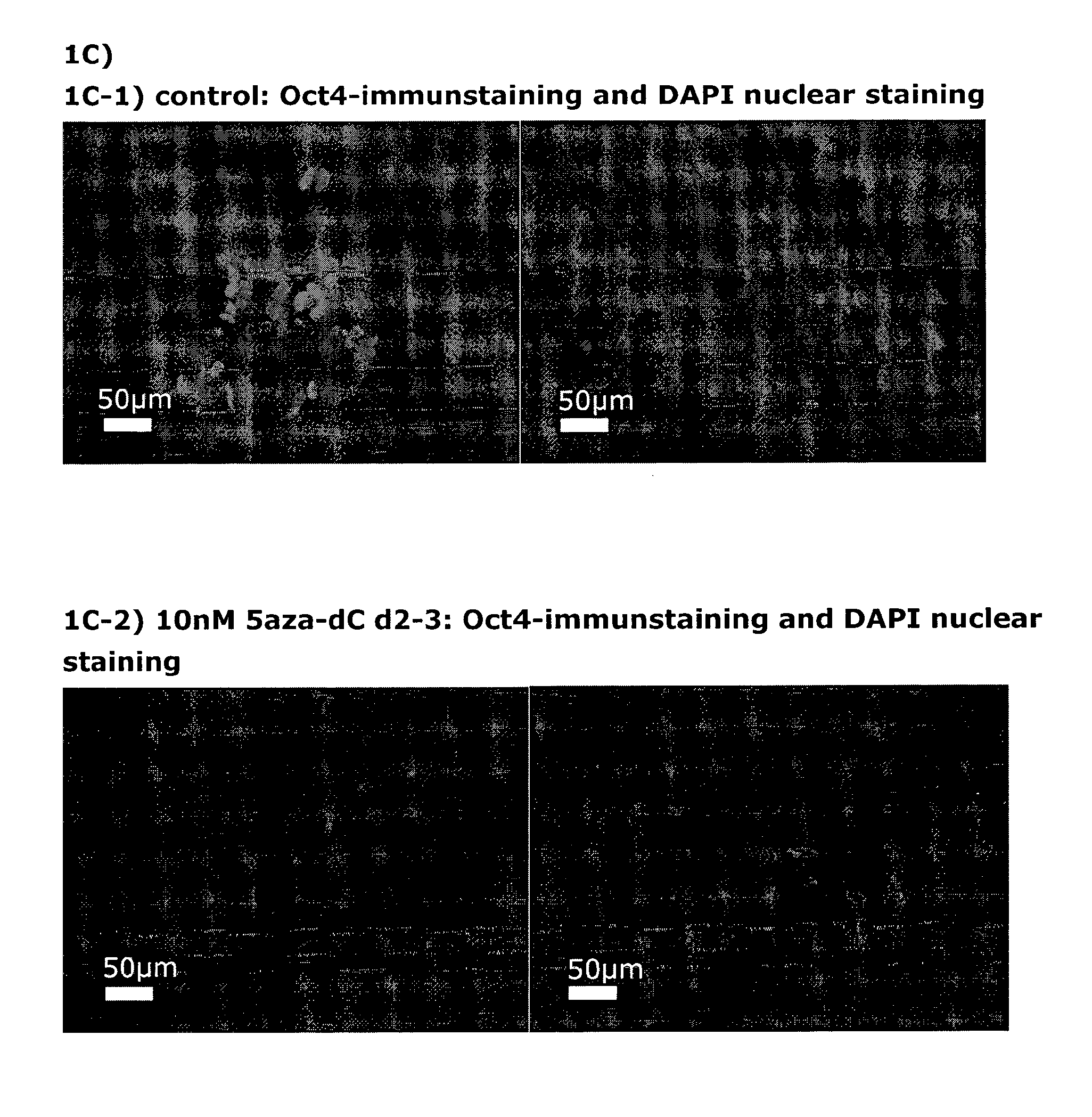 Improved methods for producing mammalian pluripotent stem cell-derived endodermal cells