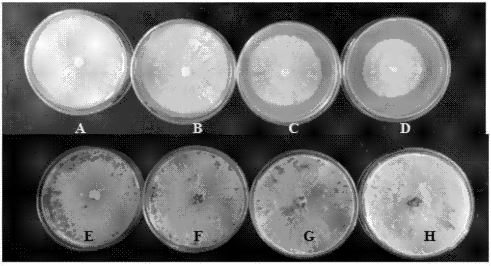 Peanut rhizosphere bacillus amyloliquefaciens and application thereof