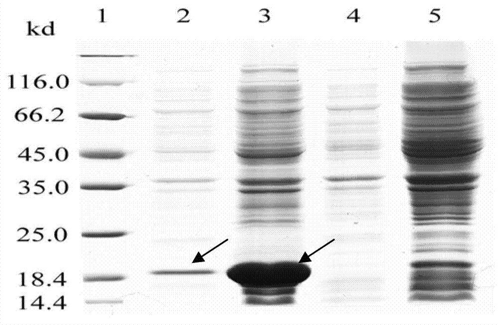 Application of salmonella pullorum secreted protein SpiC