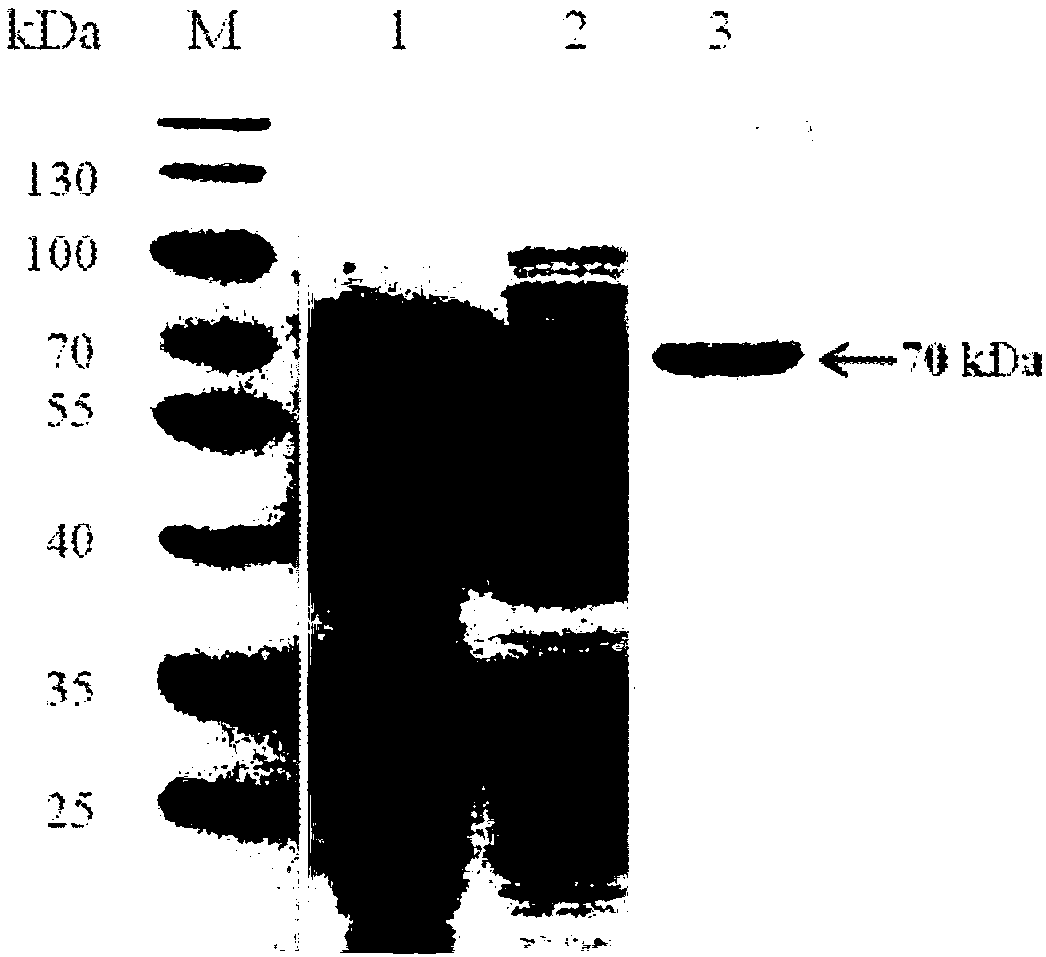 Globoid protein gene 4 of babesia orientalis and protein for encoding globoid protein gene 4