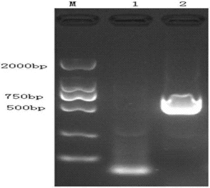 Gene for encoding Cap protein of porcine circovirus 2 and application thereof