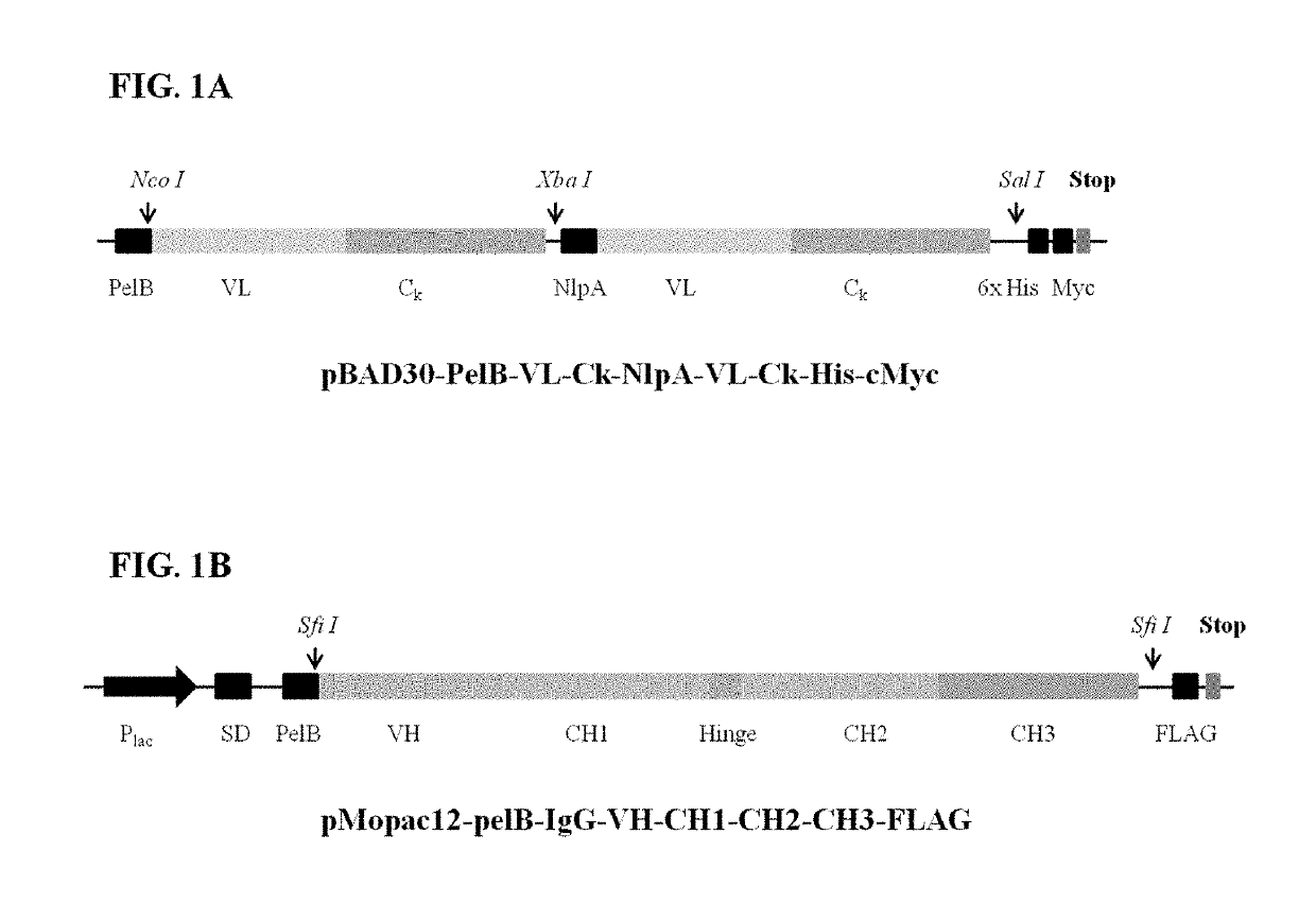 Engineered immunoglobulin Fc polypeptides displaying improved complement activation