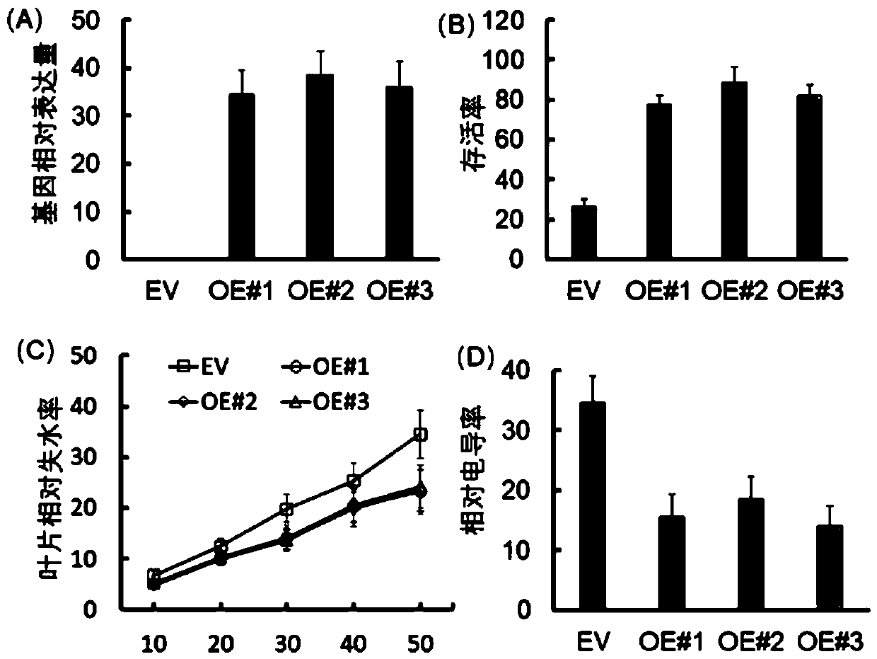 Grape VyLhcb4 gene as well as encoding protein and application thereof in breeding stress-resistant variety