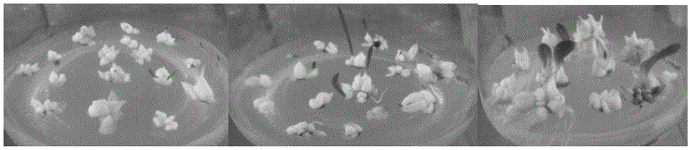 Tissue cultivation method of Fritillaria cirrhosa D.Don