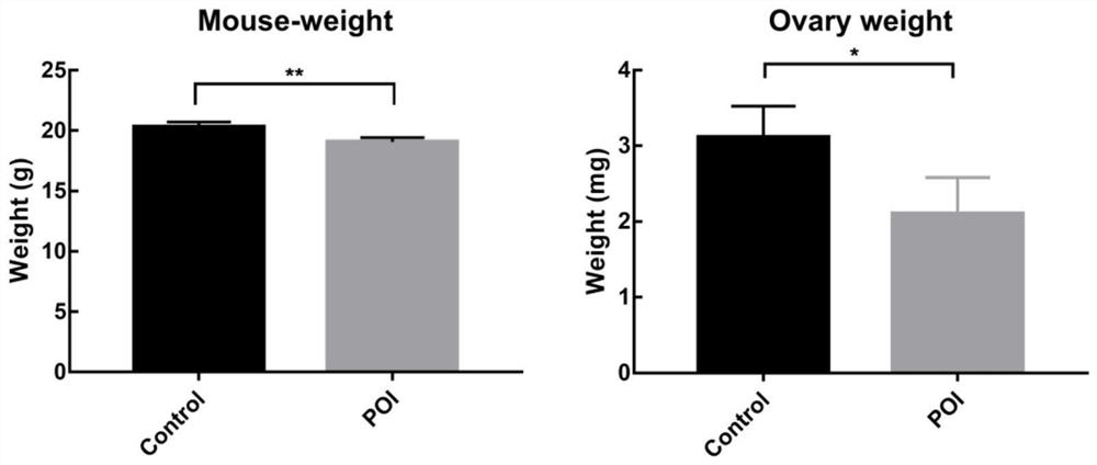 Application of fat active protein in preparation of medicine for treating premature ovarian insufficiency