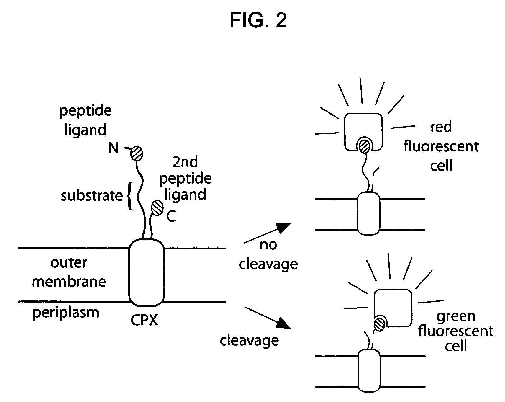 Cellular Libraries of Peptide Sequences (CLiPS) and Methods of Using the Same