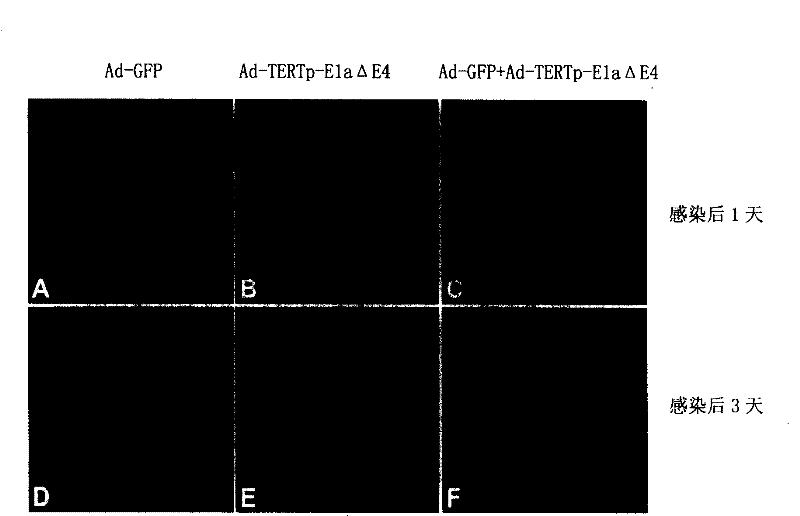 Method for replicating adenovirus by way of selection and mutual compensation