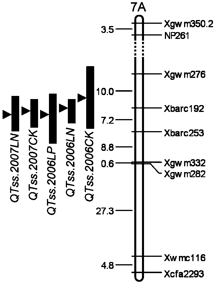 Molecular marker tightly interlocked with major gene locus of wheat spikelet number as well as obtaining method and application of molecular marker