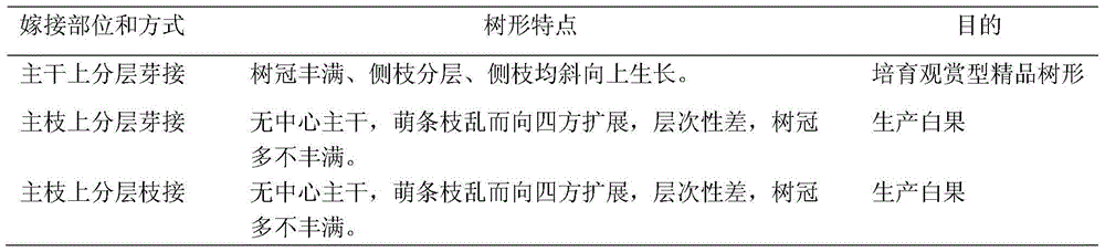 The method of cultivating ginkgo fine-quality tree shape based on layered budding and high branch replacement