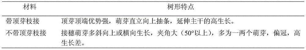 The method of cultivating ginkgo fine-quality tree shape based on layered budding and high branch replacement