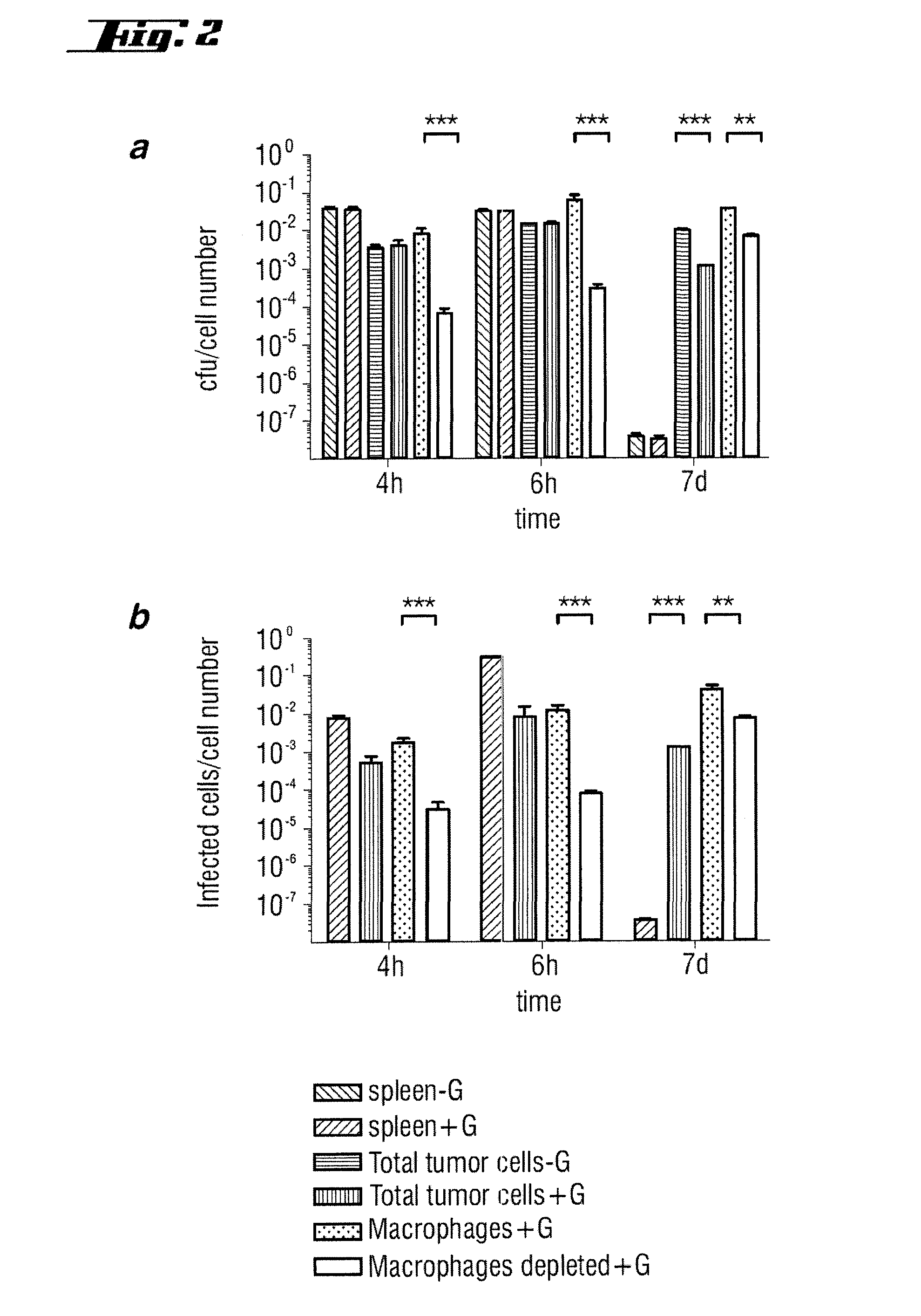 Non-pathogenic and/or attenuated bacteria capable of inducing apoptosis in macrophages, process of manufacturing and uses thereof