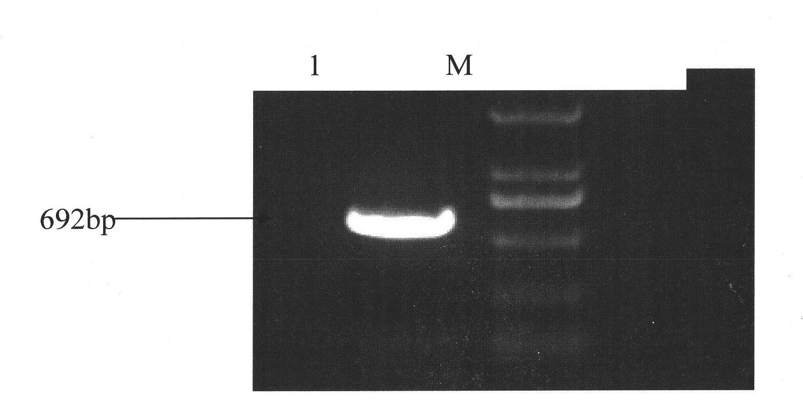 Low molecular weight peptide of shark cartilage angiogenesis inhibiting factor, production purifying method and application thereof