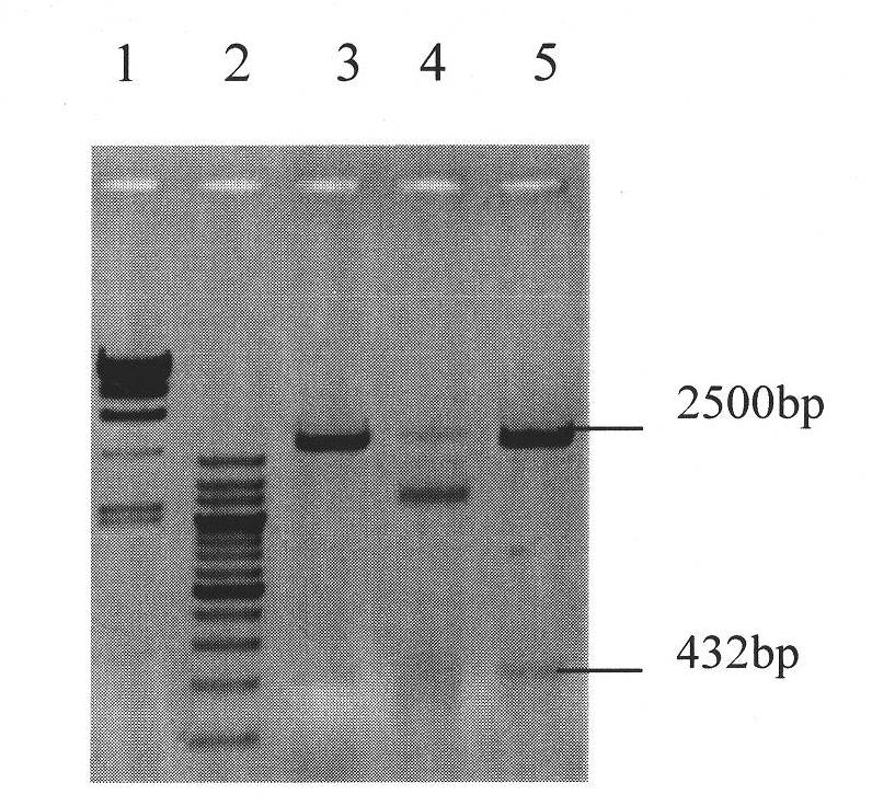 Low molecular weight peptide of shark cartilage angiogenesis inhibiting factor, production purifying method and application thereof