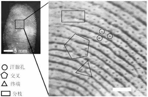 A material for making high-definition and sensitive identification fingerprints and a fingerprint identification method