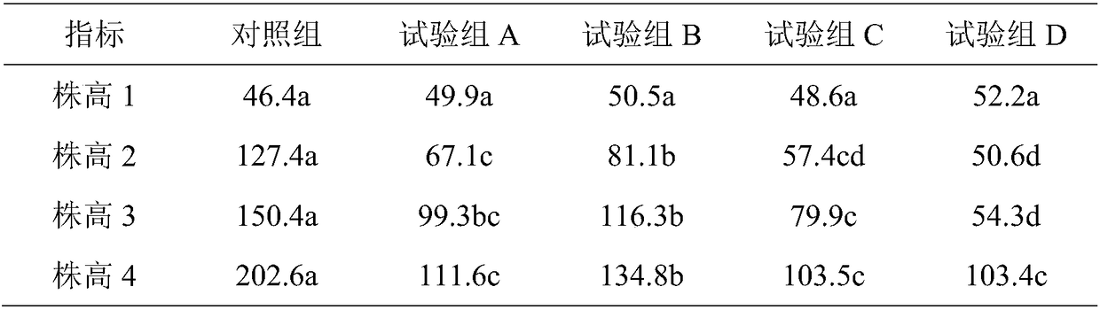 Dwarfing cultivation method for Magnolia wufengensis by utilizing morphactin