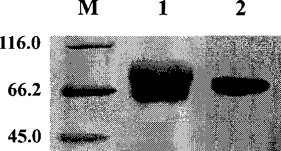 Heterogenetic antigen-Fc fusion protein capable of inducing antitumor immunity of organism and application thereof