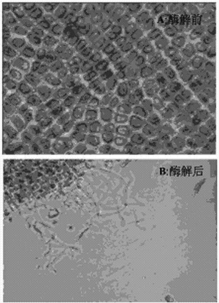 A method for preparing fucoidan and fucoxanthin by enzymatic method