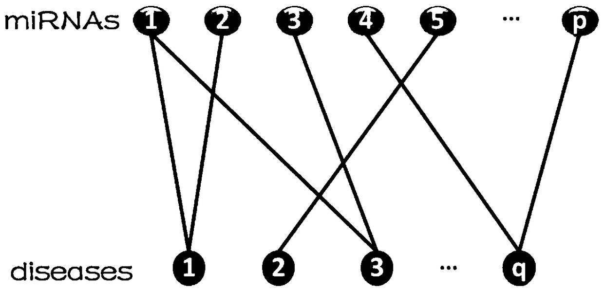 Self-avoiding random walk-based disease-associated miRNA prediction method and system