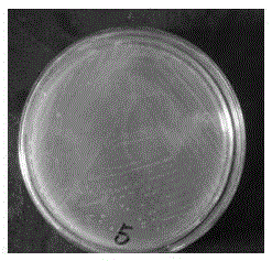 A kind of enterococcus faecium and preparation method thereof