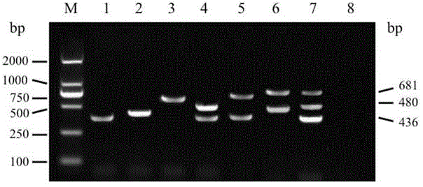 Egg drop important virus loop-mediated multiplex PCR (polymerase chain reaction) quick detection primers