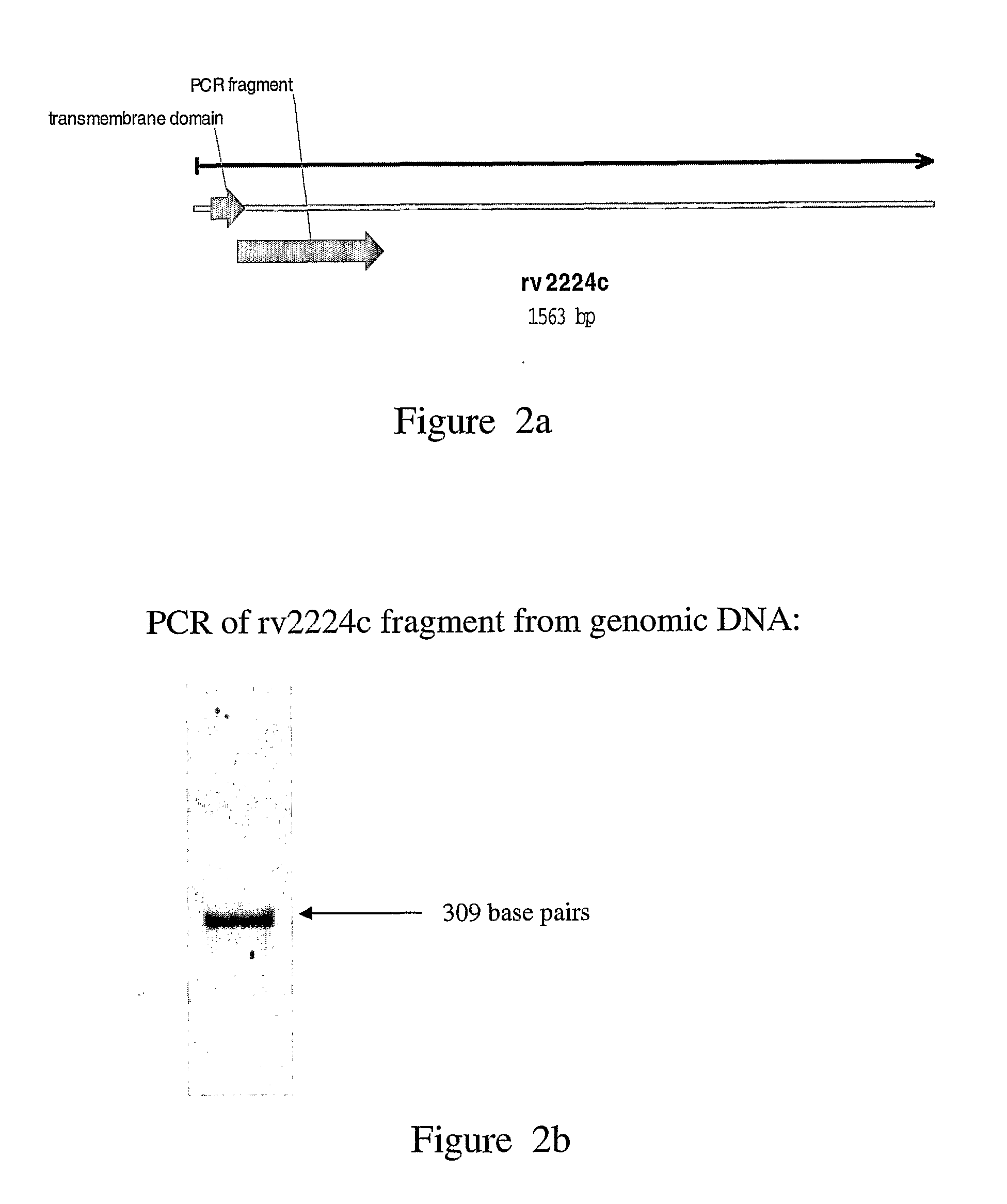 Assays for diagnosis of tuberculosis and uses thereof