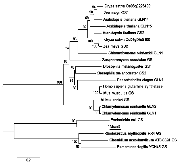 Micrococcus glutamine synthetase gene as well as encoding protein and cloning method thereof