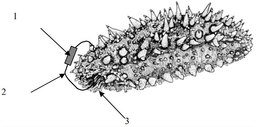 In-vitro long-acting labeling method applicable to stichopus japonicus