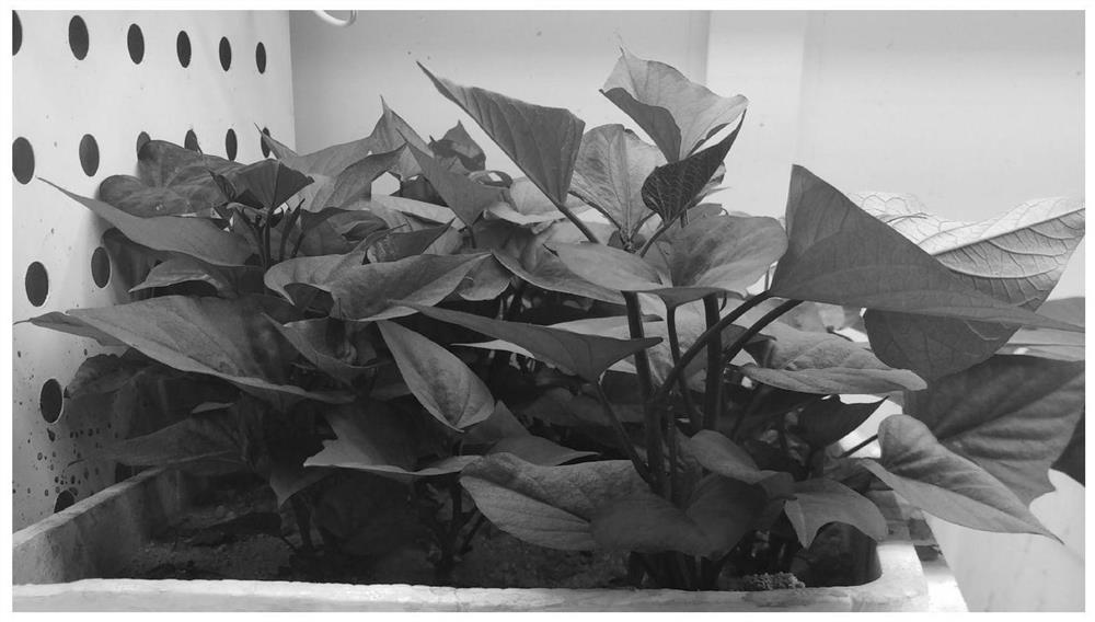 Microbial agent for sweet potato seedling culture and rapid propagation as well as preparation method and application thereof