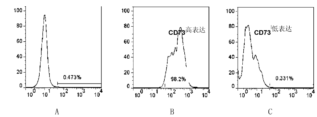 Application of CD73 as stem cell surface marker of renal clear cell carcinoma