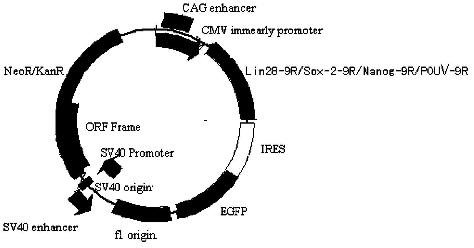 Embryonic stem cell culture medium and application thereof