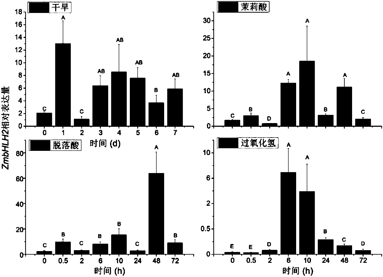 Maize transcription factor zmbhlh2 and its application