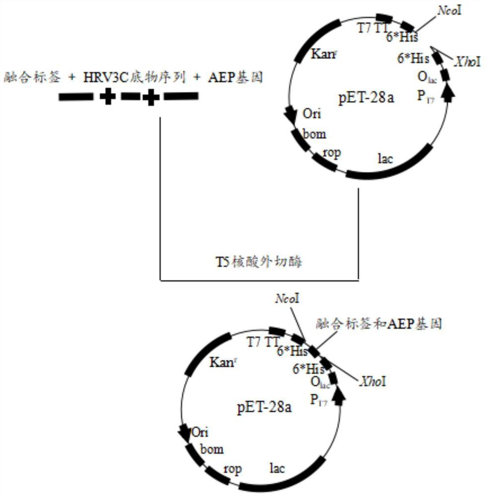 A fusion expression method of aep cyclase in Escherichia coli, a method for identifying the cyclization ability of aep cyclase and its application