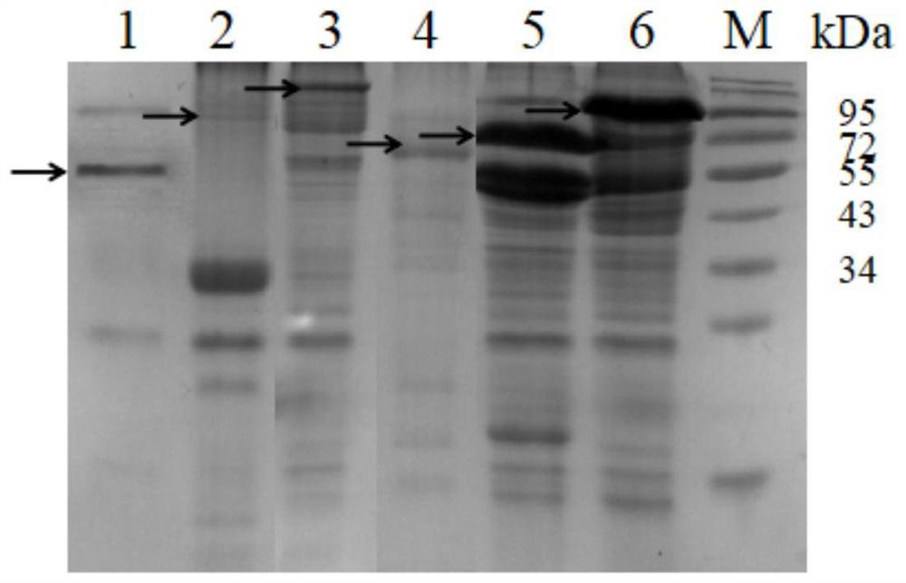 A fusion expression method of aep cyclase in Escherichia coli, a method for identifying the cyclization ability of aep cyclase and its application
