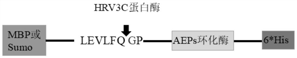 A fusion expression method of aep cyclase in Escherichia coli, a method for identifying the cyclization ability of aep cyclase and its application