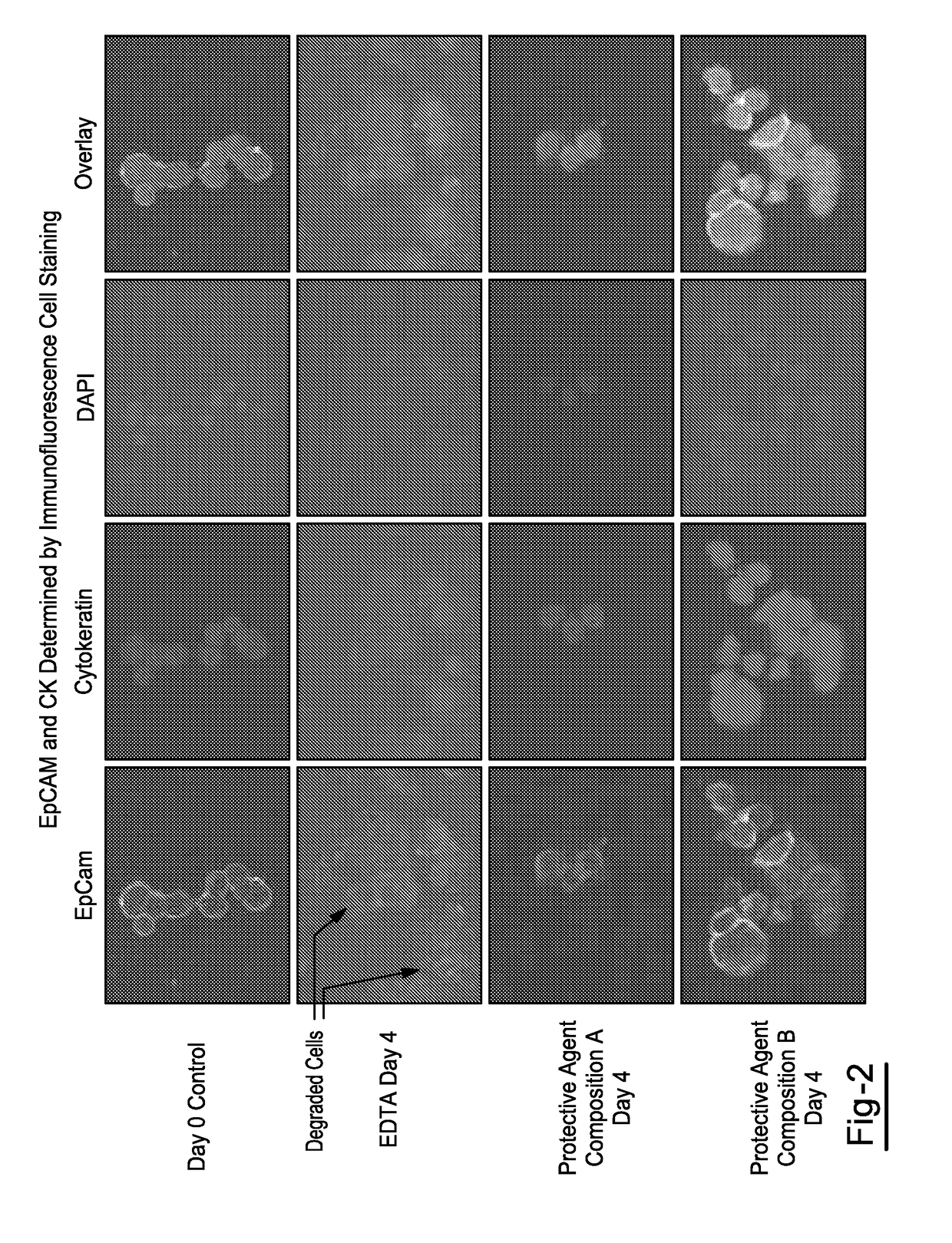 Compositions and methods for stabilizing circulating tumor cells