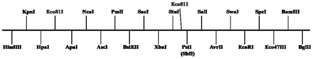 A method for reproducing sporophyte recessive male sterility