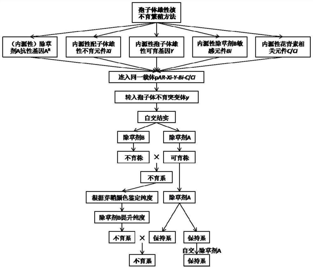 A method for reproducing sporophyte recessive male sterility