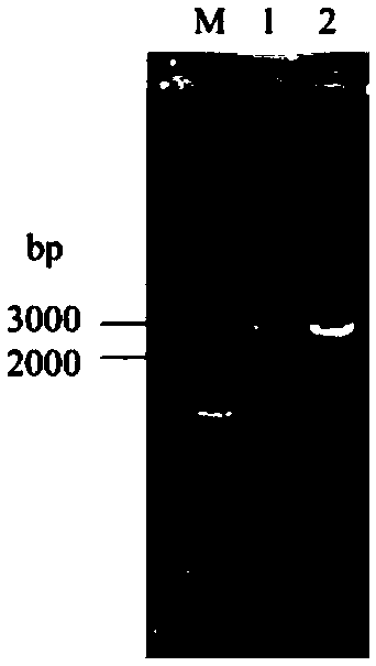 Gene site-directed mutation method based on seamless cloning, and applications thereof