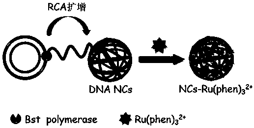 Preparation method of DNA nanowire cluster loaded with phenanthroline ruthenium