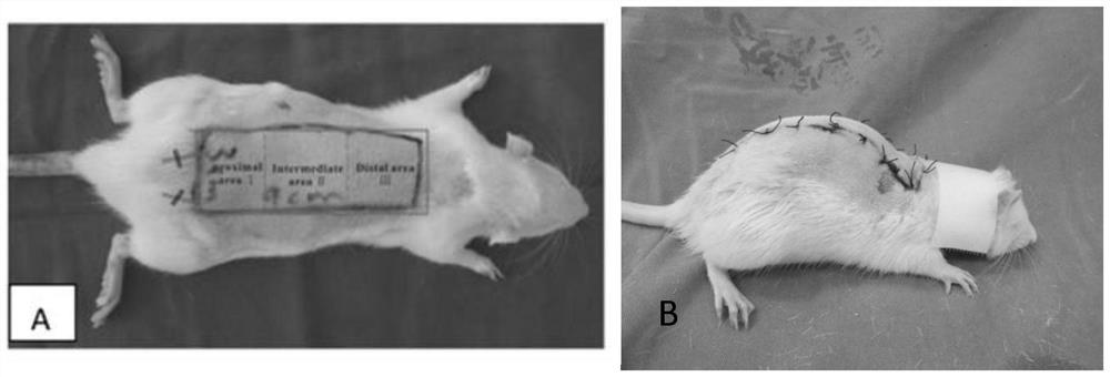 Effect of catalpol in preparation of medicine for promoting survival of ischemic super-long random skin flap