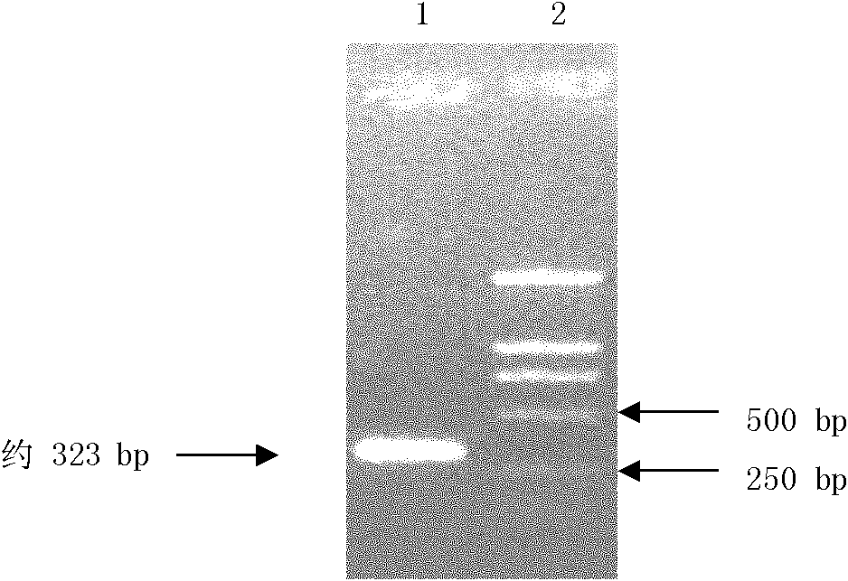 Preparation method of antibacterial peptide cecropin feed additive